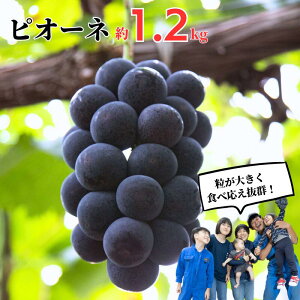 yӂ邳Ɣ[ŁzsI[l  1.2kg 2[ Ԃǂ {Ԃǂ Ry s\ 9{珇z