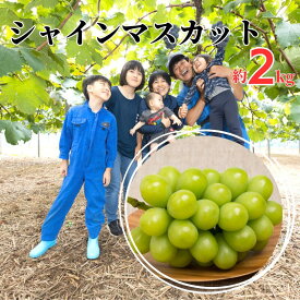 【ふるさと納税】村本ぶどう園 シャインマスカット 約2kg 3〜4房 【先行予約 10月上旬から順次発送】