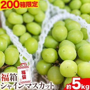 yӂ邳Ɣ[Łzy200z ߘa8NYVC}XJbg 2026N  5kg (5`10[) yXs8{-10oׁt R Os ʕ t[c Ԃǂ }XJbg 