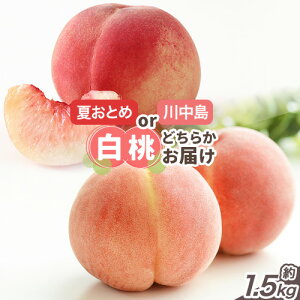 yӂ邳Ɣ[Łzy2026NzROsY ㊮n ĂƂ߁E쒆̂1i 1.5kg 4`6 t[cp[Nтs7{-7{oׁtR Os R ĂƂ 