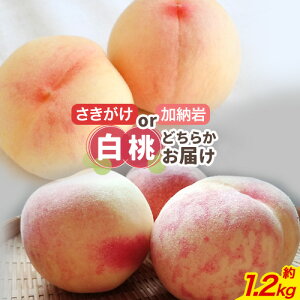 yӂ邳Ɣ[Łzy2026NzROsY ㊮n E[┒̂1i 1.2kg t[cp[Nтs6{]7{oׁtR Os R 