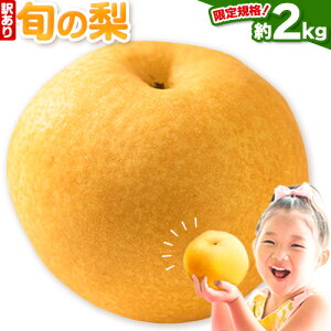 yӂ邳Ɣ[Łzy2025NzKiI RY 󂠂 {̗ 2kg (2`4)s10{-1oח\t Ȃ iV ʕ  t[c Ε Mtg R Os V H