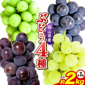 yӂ邳Ɣ[ŁzԂǂ RYԂǂ4Zbg VC}XJbg1[ sI[l1[ I[ubN1[ ˃WCAc1[ 2kg(4[) Ђ悤 s9{-9{oׁt