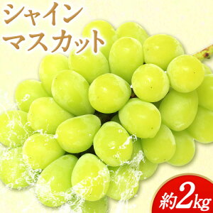 yӂ邳Ɣ[Łzy2025NzRňĂVC}XJbg@2kgi3`5[jДO̖s9{-10{oׁtR Os  VC}XJbg Ԃǂ t[c 