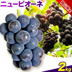 yӂ邳Ɣ[ŁzԂǂ RYyGizj[sI[l Iׂe [2[(1.5kg) 2kg(3`4[) ~؏Xs8{-10oׁtR Os Ԃǂ  Gi