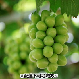 楽天市場 ふるさと納税 シャインマスカット 岡山の通販 楽天市場 ふるさと納税 シャインマスカット 岡山の通販