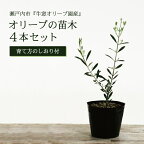 オリーブの苗木4本セット　【植物】