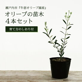 【ふるさと納税】オリーブの苗木4本セット 植物 　お届け：入金確認後、約2週間～1ヶ月でお届けします。