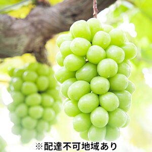 【ふるさと納税】ぶどう 2025年 先行予約 黒川農園 自慢 ! の 大粒 大房 シャイン マスカット 1房 800g以上 ブドウ 葡萄 岡山県産 国産 フルーツ 果物 ギフト  お届け:2025年9月中旬〜2025年11月