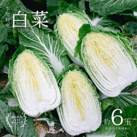 【ふるさと納税】瀬戸内 牛窓産 白菜 約15kg（5～6玉） 野菜 はくさい 　お届け：2025年12月中旬～2026年3月下旬 ※年末年始の出荷対応はしていません。