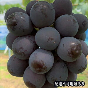 yӂ邳Ɣ[ŁzԂǂ 2026N s\ j[ sI[l 2[ v1.2kgȏ uhE  RY Y t[c ʕ Mtg ͖{_ j[sI[l @͂F2026N8{`2026N9{