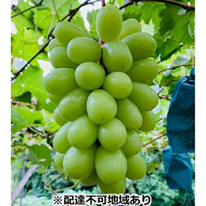 【ふるさと納税】ぶどう 2026年 先行予約 シャイン マスカット 1房 700g以上 ブドウ 葡萄 岡山県産 国産 フルーツ 果物 ギフト 河本農園 デザート 種なし 皮ごと ジューシー 上品な甘み 高貴な