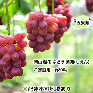 yӂ邳Ɣ[Łzz~ Ԃǂ ƒp  ij800g RY l ܉ʉ ʕ t[c fU[g ㊮n ϓx20x _ Ȃ ʏ`Ԃ @͂F2025N11{`
