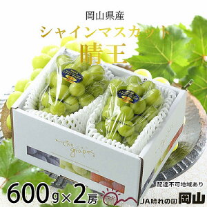 yӂ邳Ɣ[ŁzԂǂ 2025N s\ VC }XJbg  600g×2[ 8{`11{ uhE  RY Y t[c ʕ Mtg R̕ fU[g H @͂F20