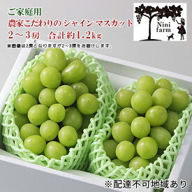 【ふるさと納税】ぶどう 2024年 先行予約 ご家庭用 農家こだわりの シャイン マスカット 2～3房 合計約1.2kg ブドウ 葡萄 岡山県産 国産 フルーツ 果物 【 Nini farm 農家 直送 】　【瀬戸内市】　お届け：2024年9月15日頃～2024年10月15日頃まで