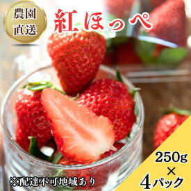 【ふるさと納税】瀬戸内 牛窓産 いちご 紅ほっぺ 約1kg（約250g×4パック） 苺 イチゴ 岡山県 瀬戸内市　お届け：2026年1月上旬～2026年3月15日頃
