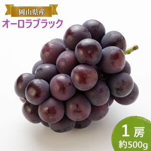 yӂ邳Ɣ[ŁzԂǂ y2025N tz I[ubN 1[ 500g uhE  RY Y t[c ʕ Mtg@͂F2025N820`2025N1015