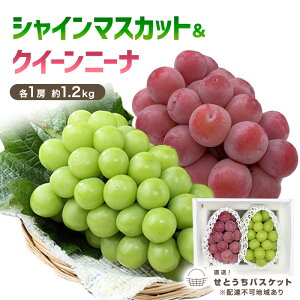 yӂ邳Ɣ[ŁzԂǂ 2026N s\ VC}XJbg  NC[j[i e1[ 1.2kg uhE  RY Y t[c ʕ IƂoXPbg@͂F2026N9{`20