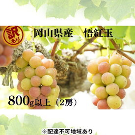 【ふるさと納税】訳あり 悟紅玉 旧ゴルビー 2房 合計800g以上 産地直送 朝採れ ぶどう 葡萄 岡山 Kawahara Green Farm 岡山県産 2026年 先行予約　お届け：2026年8月25日～2026年9月25日