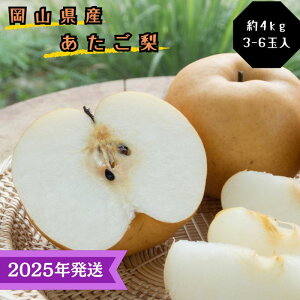 yӂ邳Ɣ[Łzy2025Nstz   Gi 4kg(3`6) RY {傫ȗ Ȃ iV Ε Mtg  v[g  j 䋟 ʕ  t[c@͂F2025