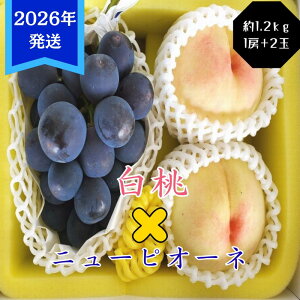 yӂ邳Ɣ[Łzy2026Nstz  j[sI[l 1.2kg Zbg  2 Ԃǂ 1[ RY 䒆 Mtg  v[g  j 䋟 ʕ  t[c    u