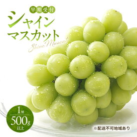 【ふるさと納税】ぶどう 早期受付 シャイン マスカット 1房（500g以上） ブドウ 葡萄 岡山県産 国産 フルーツ 果物 ギフト 桃茂実苑　お届け：2026年10月下旬～2027年1月下旬