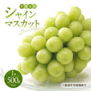 �y�ӂ邳�Ɣ[�Łz�Ԃǂ� ������t �V���C�� �}�X�J�b�g 1�[�i500g�ȏ�j �u�h�E ���� ���R���Y ���Y �t���[�c �ʕ� �M�t�g ���Ύ����@���͂��F2026�N10�����{�`2027�N1�����{