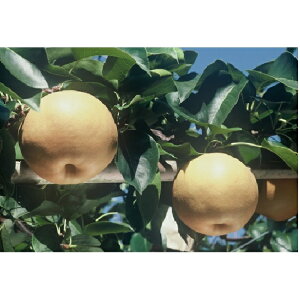 yӂ邳Ɣ[Łz t V  iɂȂj3`8 v2kgȂ iV RY Y t[c ʕ MtgΎ ʕ s\ @͂F2025N10{`2025N11{