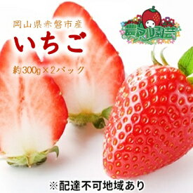 【ふるさと納税】いちご 2026年 先行予約 約300g×2パック 当日収穫発送！ イチゴ 苺 フルーツ 果物 岡山 赤磐市産 農マル園芸 あかいわ農園 果物類 　お届け：2026年1月上旬～2026年2月下旬