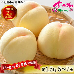yӂ邳Ɣ[Łz  2026N s\ 7`8 ̏{  ցI1.5kg 5`7 2񂨓͂I   R Ԕ֎sY Y t[c ʕ Mtg ݂t[c _炩 W[V
