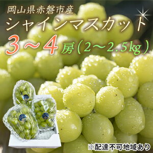 yӂ邳Ɣ[ŁzԂǂ 2025N s\ VC }XJbg 3`4[ 2.0`2.5kg Gi uhE  R Ԕ֎sY Y t[c ʕ Mtg ʕ fU[g H Yn [ Â Ȃ 