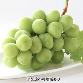 【ふるさと納税】早期受付 シャイン マスカット 1房（500g以上） 桃茂実苑 　お届け：2025年10月下旬～2026年1月下旬