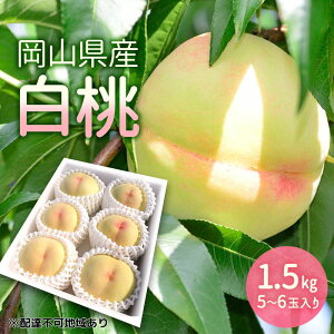 【ふるさと納税】もも 2026年 先行予約 岡山県産 白桃 1.5kg (5玉〜6玉入り) 桃 モモ フルーツ 果物 岡山 赤磐市 お届け:2026年7月10日〜2026年8月10日