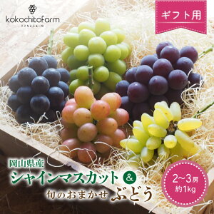 �y�ӂ邳�Ɣ[�Łz �y2026�N��s�\��z �������Ƃӂ��[�� �y�M�t�g�z ���R���Y �V���C���}�X�J�b�g���{�̂��܂����Ԃǂ� 2�`3�[ ��1kg / ���ʌ��� ���Y �Y�n���� �V�N �Ԃǂ� �H�ה�� �t���[�c