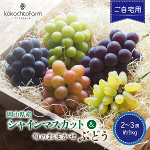 �y�ӂ邳�Ɣ[�Łz �y2026�N��s�\��z �������Ƃӂ��[�� �y������p�z ���R���Y �V���C���}�X�J�b�g���{�̂��܂����Ԃǂ� 2�`3�[ ��1kg / ���ʌ��� �Y�n���� �Ԃǂ� �H�ה�� �u�h�E �V���C��