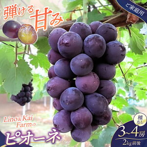 yӂ邳Ɣ[Łzyƒpz Ŕwj[sI[lx 3`4[ (2kgO ϔ) LinoKai Farm 2025N9{` / Ԃǂ R ^ sI[l  Mtg  lC Yn ʌ