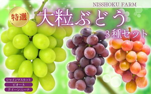 �y�ӂ邳�Ɣ[�Łz�y2026�N��s�\��z�y�������Œ�S3�����ցz10���`12�� �嗱�Ԃǂ��̋l�ߍ��킹�S3�� / ���R�� �^��s �Ԃǂ� �s�I�[�l �u�h�E �V���C���}�X�J�b�g ����