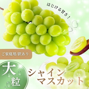 yӂ邳Ɣ[Łzys\zy󂠂z ƒp VC}XJbg 1.5kgi2`4[j NISSHOKU FARM y2025N9{`12菇\z / Â R A 킯 Ԃǂ uhE 