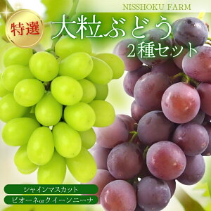 yӂ邳Ɣ[Łz I 嗱I Ԃǂ2ZbgiVC}XJbgj v1.2kgi2[j R NISSHOKU FARM y2025N9{`12z/ Ԃǂ uhE  VC}XJbg sI[l