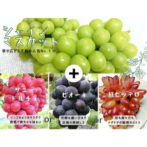yӂ邳Ɣ[ŁzyYnzRY Ԃǂ l1.2kg( VC}XJbg +{Ԃǂ)y2025N9{`\zs /  uhE s\ ʕ t[c }XJbg sI