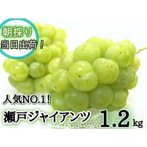 yӂ邳Ɣ[Łz2026N̗\łI y Yn zt[c R@̂VN!lC Ԃǂ ˃WCAc 1.2kg(2`3[)y2026N9{`\zs /  s\ 