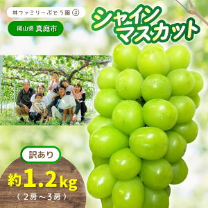 yӂ邳Ɣ[Łz y 󂠂 zRY уt@~[̃VC}XJbg 1.2kgi2`3[j y2025N s\ z /  Ԃǂ uhE }XJbg ʕ t[c VN o  