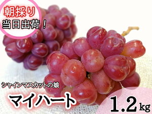 yӂ邳Ɣ[Łzy i z VC}XJbg ̖w }Cn[g x@R̐lC Ԃǂ 1D2kg(2`3[)I@y2025N9{`\zs/ uhE  s\ t[c 