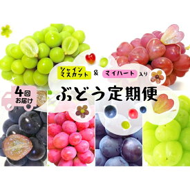 【ふるさと納税】 【産地直送】岡山 シャインマスカット ＆ マイハート 入り！新鮮 ぶどう 定期便 ×4回コース【2026年9月下旬〜】離島不可 / 葡萄 ブドウ 果物 フルーツ マスカット ピオーネ 瀬戸ジャイアンツ 新鮮 当日出荷 林ファミリー 真庭市