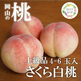 【ふるさと納税】 しっかりとした果肉「さくら白桃」上級品 4-6玉 (岡山県産)【8月以降順次発送】【配送不可地域：離島】もも 桃 モモ 先行予約 フルーツ 果物 真庭市 フルーツ王国 きよとう果樹園 岡山【KF-A010-02】