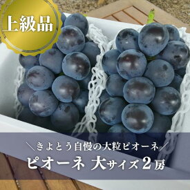 【ふるさと納税】 【特選品】ピオーネ 特大2房入/計1.3kg～ 種なし (岡山県産) 【8月下旬以降順次発送予定】【配送不可地域：離島】ぶどう ブドウ 葡萄 岡山 ピオーネ 先行予約 フルーツ 果物 真庭市【KF-B006-03】
