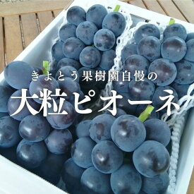 【ふるさと納税】ピオーネ 大粒 特選品 3-5房 2kg ～ 種なし 岡山 【2026年発送 先行予約 9月以降順次発送予定】【配送不可地域：離島】 フルーツ 果物 葡萄 ぶどう ブドウ 期間限定 数量限定 送料無料 人気 くだもの 産地直送 約2kg ピオーネ