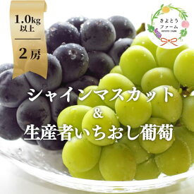 【ふるさと納税】 シャインマスカット&生産者いちおし葡萄 2房入/計1.0kg～(岡山県産) 【9月以降順次発送予定】【配送不可地域：離島】ぶどう ブドウ 葡萄 岡山 シャインマスカット 先行予約 フルーツ 果物 真庭市【KF-B010-04】