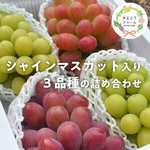 yӂ邳Ɣ[ŁzyƂt@[zԂǂ3il(VC}XJbg)3-5[/v2.4kg`(RY)y9ȍ~\zyzsnFzԂǂ uhE  R VC