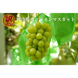 【ふるさと納税】 【2026年先行予約】岡山県産 【訳あり】 シャインマスカット 1.1kg以上（2房） 1.6kg以上（2～3房） 産地直送 朝採れ / ぶどう 葡萄 フルーツ 先行予約 真庭市